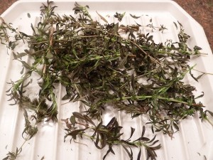 Dry Fresh Spices - Thyme
