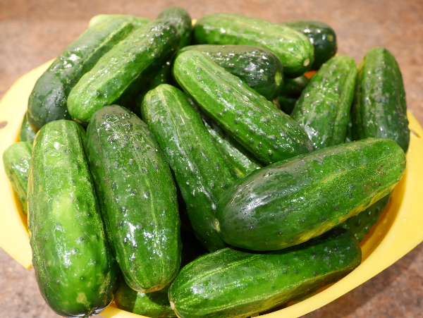 fresh pickling cucumbers