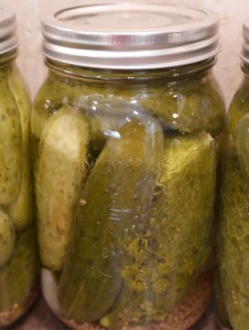 garlic dill pickles after processing