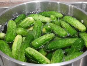 garlic dill pickles - cucumbers in brine